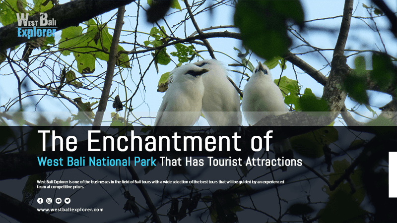 The Enchantment of West Bali National Park That Has Tourist Attractions