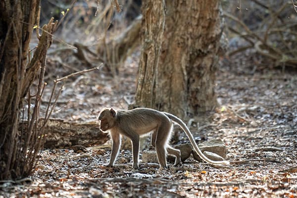 Safari Tour <br> <span style="color: #38D8F8; font-size: 12px;">West Bali Explorer</span>